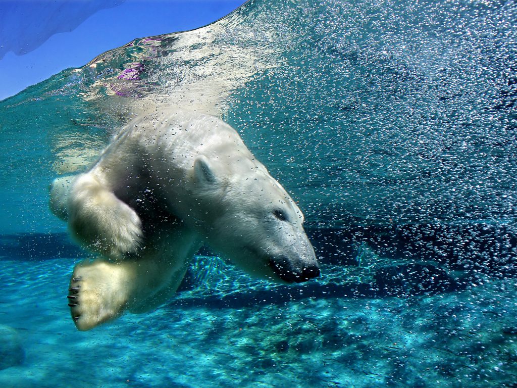 Nadar con un oso polar
